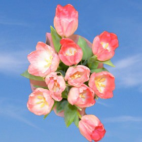 Image of ID 516472057 60 Fresh Cut Pink Tulips