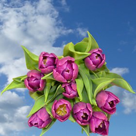 Image of ID 516472064 100 Fresh Cut Purple Tulips