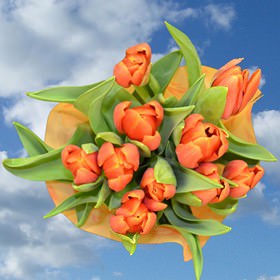 Image of ID 516472076 240 Fresh Cut Orange Tulips