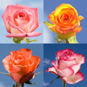 Image of ID 516472080 200 Rose Flower Colors