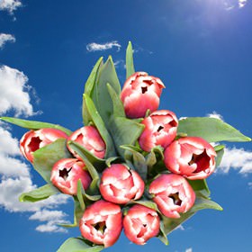 Image of ID 516472082 240 Fresh Cut Red/White Tulips