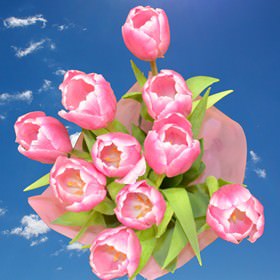 Image of ID 516472084 100 Pink / White Tulips