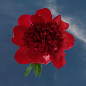Image of ID 516472098 60 Red Peonies Free Delivery