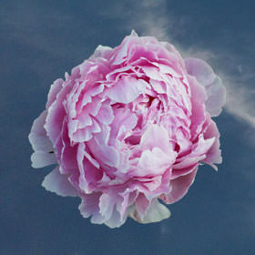 Image of ID 516472111 40 Special Pink Peonies