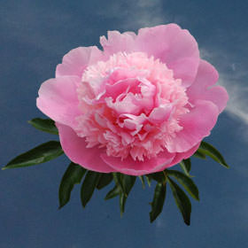 Image of ID 516472162 70 Fresh Cut Pink Peonies