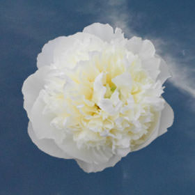 Image of ID 516472164 50 Creamy White Peonies