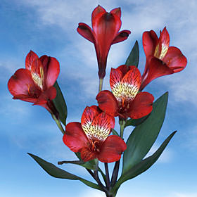 Image of ID 516472167 160 Red Alstroemerias