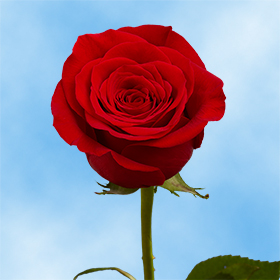 Image of ID 516472174 100 Red Roses Next Day