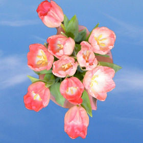 Image of ID 516472178 60 Pink Tulips Next Day