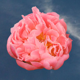 Image of ID 516472184 300 Fresh Cut Coral Peonies