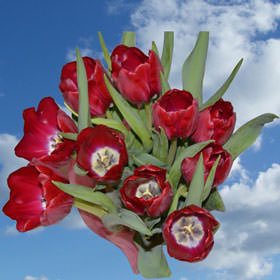 Image of ID 516472189 60 Red Tulips Next Day