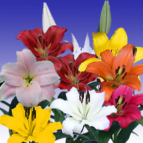Image of ID 687576750 120 Assorted Asiatic Lilies