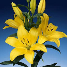 Image of ID 687576775 40 Yellow Asiatic Lilies