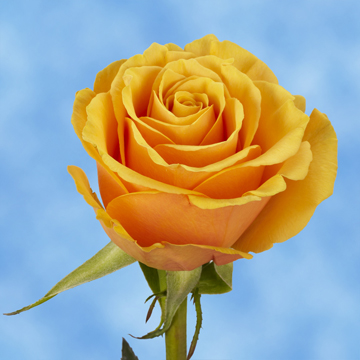 Image of ID 687577117 250 Golden Yellow Roses