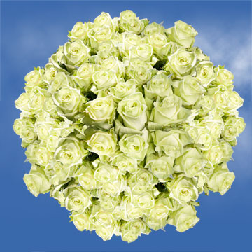 Image of ID 687577155 100 Light Green Roses