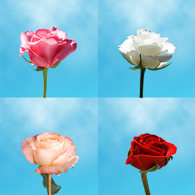 Image of ID 687577296 70 Mother's Day Assorted Roses