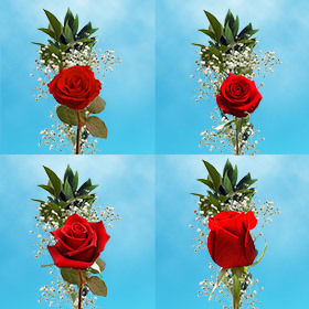 Image of ID 687577307 70 Mother's Day Red Roses