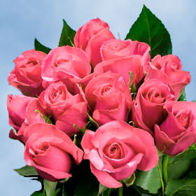 Image of ID 687577551 100 Schoking Versilia Roses