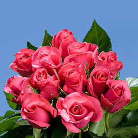 Image of ID 687577555 150 Schoking Versilia Roses
