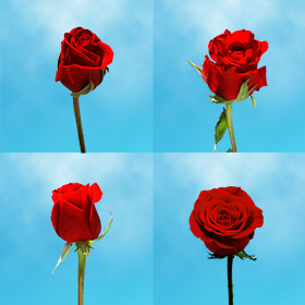 Image of ID 687577589 35 Individual Roses & Fillers
