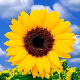 Image of ID 687577609 Center Piece 100 Sunflowers