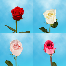 Image of ID 687577790 30 Single Medium Roses