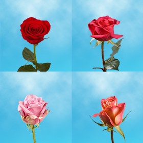 Image of ID 687577791 30 Single Medium Roses
