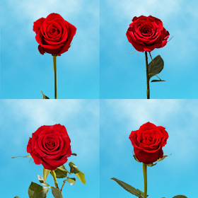 Image of ID 687577794 40 Single Red Valentines Roses