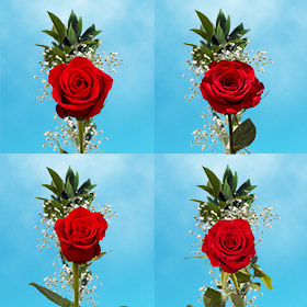 Image of ID 687577800 70 Single Red Roses & Fillers