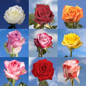 Image of ID 687577819 500 Roses Your Choise Color