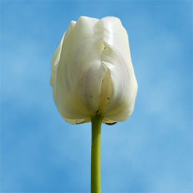 Image of ID 687577920 100 Mother's Day White Tulips