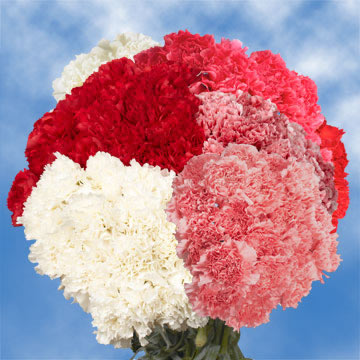 Image of ID 687578868 200 Fresh Carnations Next Day