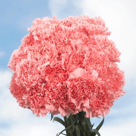 Image of ID 687578888 200 Pink Carnations Next Day