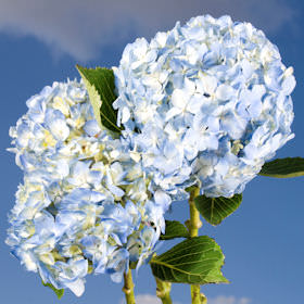 Image of ID 687578909 20 Blue Hydrangea Next Day