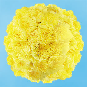 Image of ID 687578949 200 Yellow Carnations Next Day