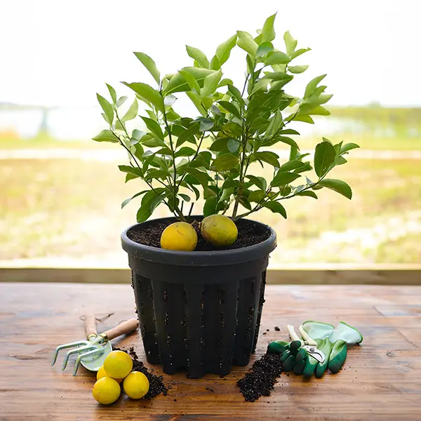Image of Improved Meyer Lemon Tree (Height: 18 - 26 IN Shape: Bushy Add Gift Wrap: No)