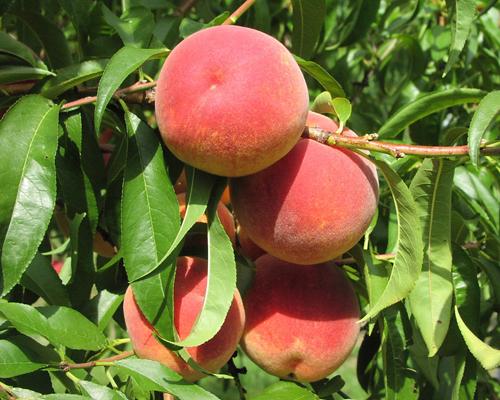 Image of La Feliciana Peach Tree (Height: 5 - 6 FT)