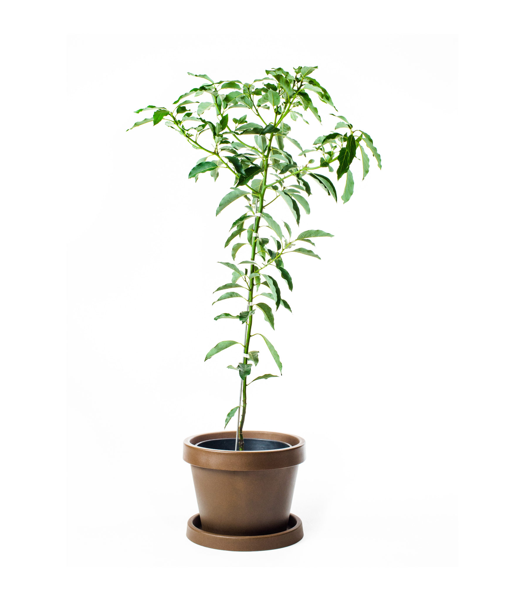 Image of Lila Avocado Tree (Height: 3 - 4 FT)