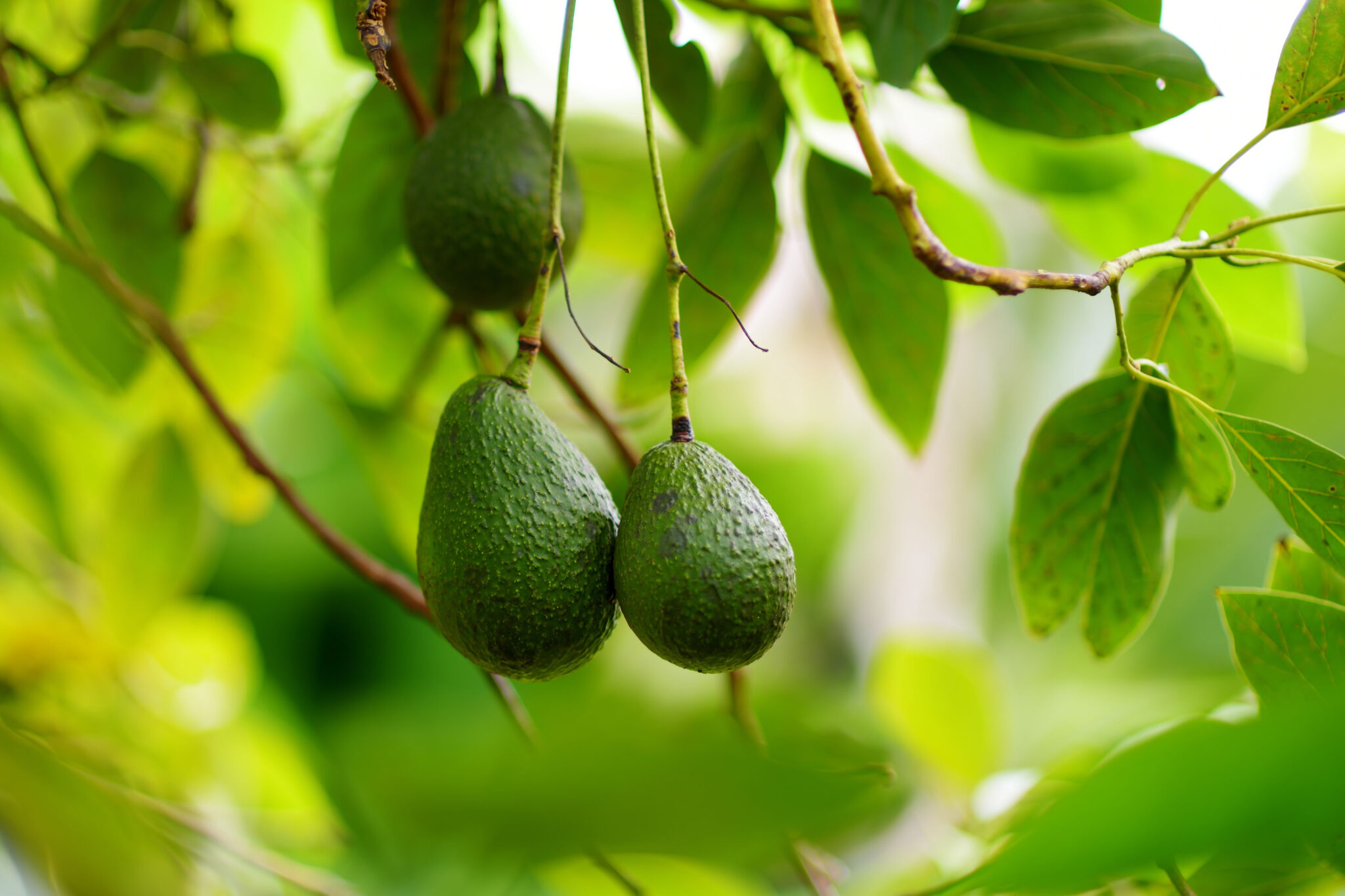 Image of Lula Avocado Tree (Height: 1 - 2 FT)