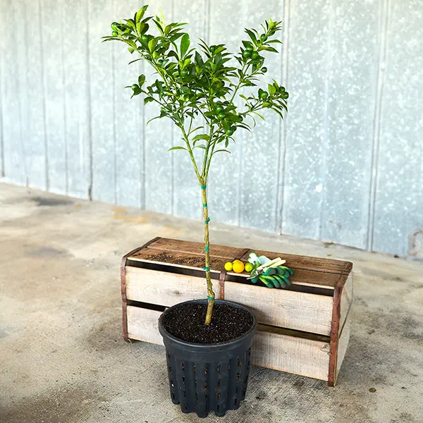 Image of Meiwa Sweet Kumquat Tree (Height: 2 - 3 FT)