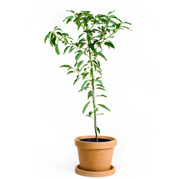 Image of Mexicola Avocado Tree (Height: 2 - 3 FT)