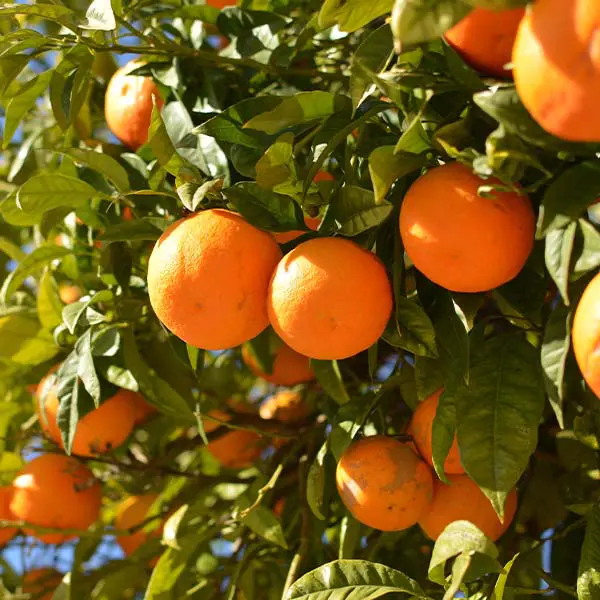 Image of Moro Blood Orange Tree (Height: 2 - 3 FT)