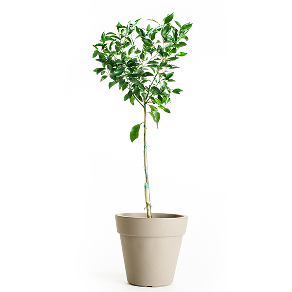 Image of Nules Clementine Tree (Age: 4 - 5 Years Height: 3 - 4 FT Ship Method: Delivery)