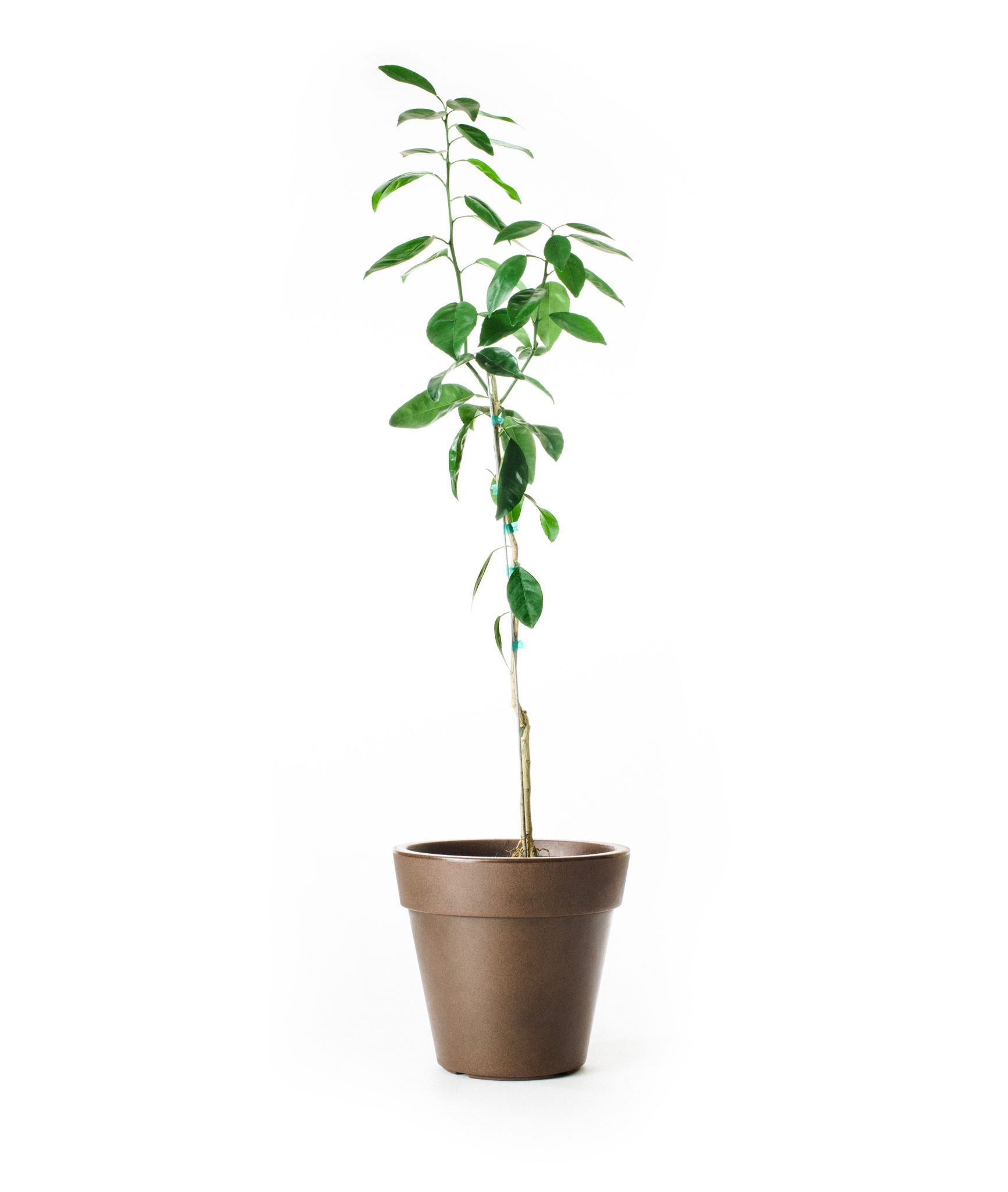 Image of Owari Satsuma Tree (Age: 4 - 5 Years Height: 3 - 4 FT Ship Method: Delivery)