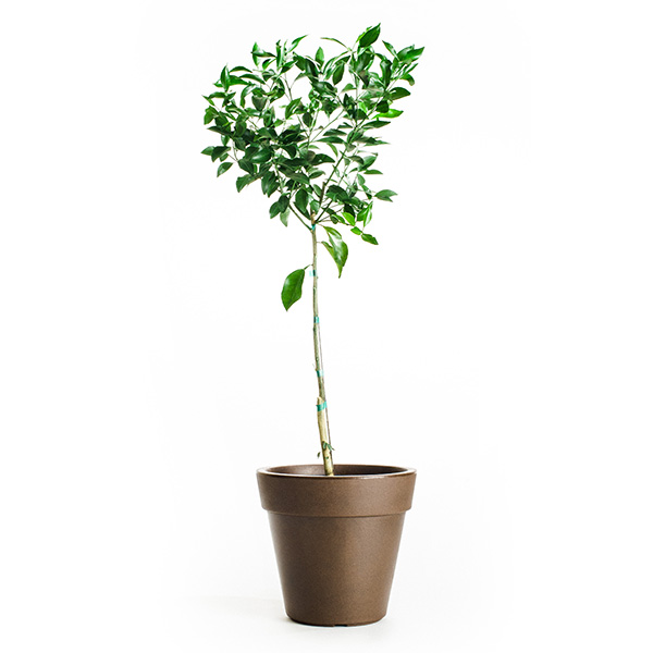 Image of Page Mandarin Tree (Age: 2 - 3 Years Height: 2 - 3 FT Ship Method: Delivery)