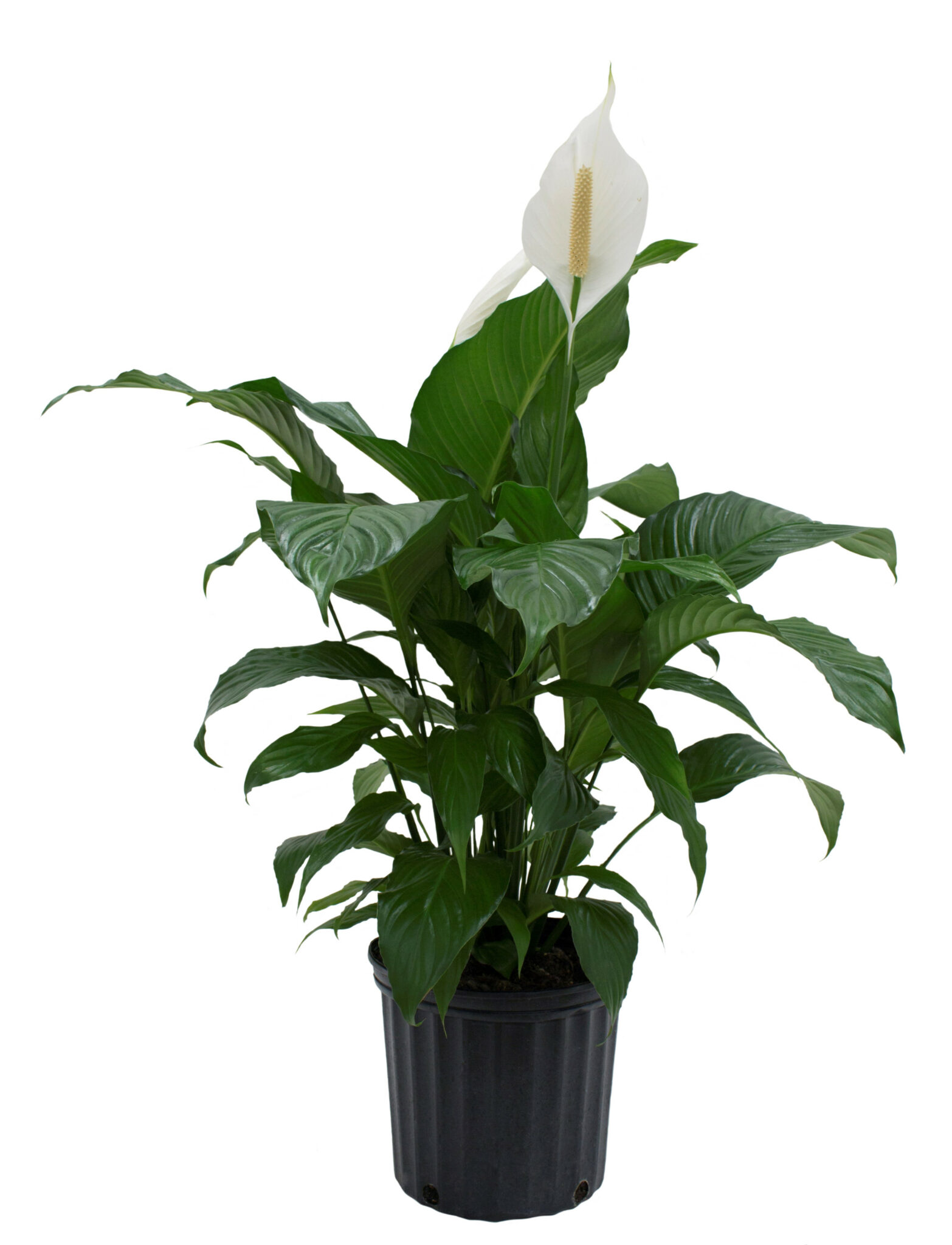 Image of Peace Lily (Age: 1 Year Height: 3 - 4 FT Size: 1 Gallon)