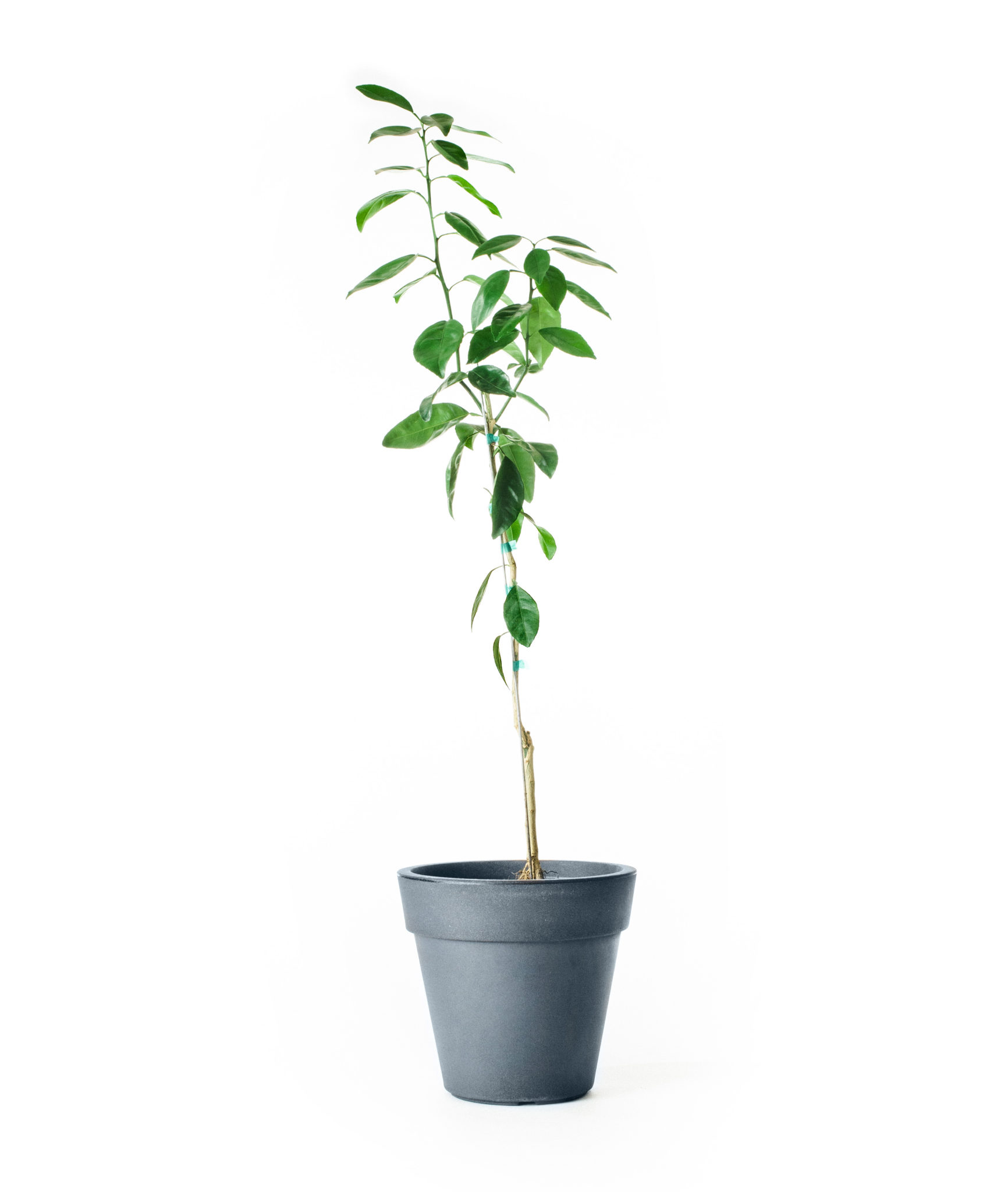 Image of Ponkan Mandarin Tree (Age: 4 - 5 Years Height: 3 - 4 FT Ship Method: Delivery)