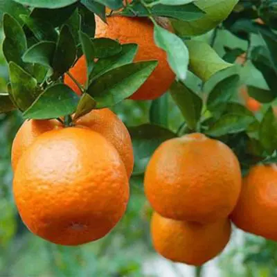 Image of Ponkan Mandarin Tree (Height: 3 - 4 FT)