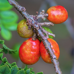 Image of Red Hog Plum (Height: 3 - 4 FT)