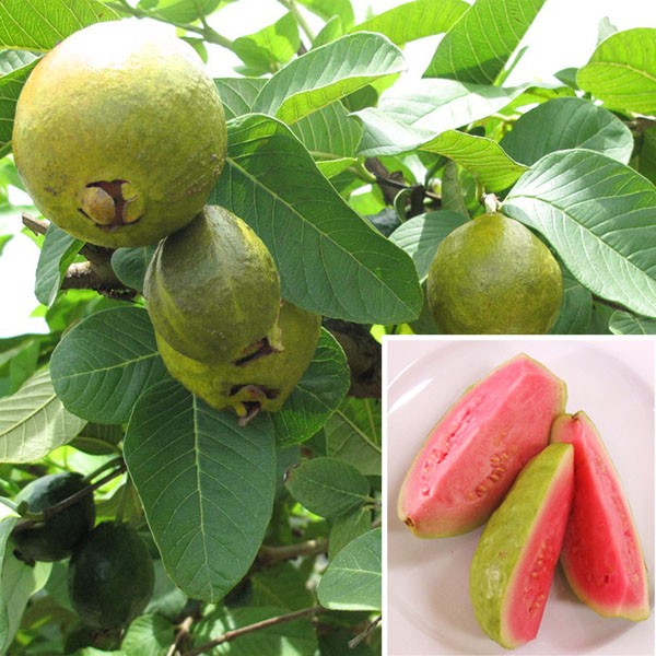 Image of Ruby Supreme Guava Tree (Height: 4 - 5 FT)